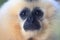 Yellow-cheeked gibbon