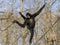 Yellow-cheeked gibbon