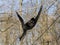 Yellow-cheeked gibbon