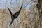 Yellow-cheeked gibbon