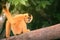 Yellow-cheeked gibbon female, Nomascus gabriellae