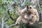 Yellow-cheeked gibbon Nomascus gabriellae