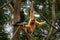Yellow-cheeked Gibbon, Nomascus gabriellae, with grass food, orange monkey on the tree. Gibbon in the nature habitat. Monkey from