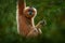 Yellow-cheeked Gibbon, Nomascus gabriellae, with grass food, orange monkey on the tree. Gibbon in the nature habitat. Monkey from