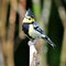 Yellow-cheeked Tit