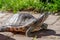 A yellow-cheeked turtle on a stone floor stretches its head in the air