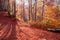 Yellow-chequered autumn beech forest