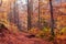 Yellow-chequered autumn beech forest