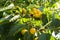 Yellow cherries on a branch. ripe cherries on a tree branch against lush foliage on the background. Selective focus