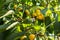 Yellow cherries on a branch. ripe cherries on a tree branch against lush foliage on the background. Selective focus