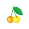 Yellow cherries on isolated background