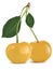 Yellow cherry with green leaf .