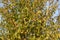 Yellow cherry plum or Myrobalan plum berries ripen on the tree in autumn