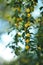 Yellow Cherry Plums on Tree Branch