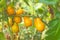 Yellow cherry tomatoes pear shaped on green branch