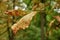 Yellow chestnut leaves in autumn close-up