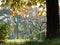 Yellow chestnut leaves on a blurry background of autumn park, selective focus