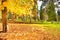 Yellow chestnut tree in autumn park