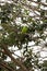 Yellow chevroned Parakeet