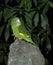 Yellow Chevroned Parakeet, brotogeris chiriri