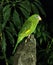 Yellow Chevroned Parakeet, brotogeris chiriri, standing on Stone