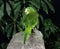 Yellow Chevroned Parakeet, brotogeris chiriri, standing on Stone