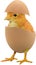 Yellow chick coming from a broken colourful painted Easter egg isolated on white transparent background PNG