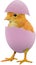 Yellow chick coming from a broken colourful painted Easter egg isolated on white transparent background PNG