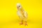 Yellow chick studio portrait baby hen standing agriculture livestock