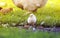 yellow chick walks across the yard with the hen on a Sunny summer day