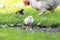 Yellow chick walks across the yard with the hen on a Sunny summer day