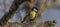 Yellow chickadee bird on apricot tree in winter cold sunny day