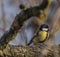 Yellow chickadee bird on apricot tree in winter cold sunny day