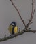 Yellow chickadee bird on apricot tree in winter cold sunny day