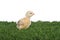Yellow chicken on green grass
