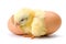 Yellow chicken hatching from egg