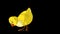 Yellow Chicken Looking for Food Alpha Matte