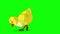 Yellow Chicken Looking for Food Chroma Key