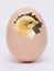 Yellow chicken in the middle of an egg on a white isolated background. The birth of chicks_