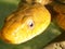 Yellow chicken snake