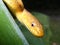 Yellow chicken snake