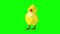 Yellow Chicken Standing and Looking Around Chroma Key