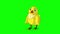 Yellow Chicken Stands and Pecks Chroma Key