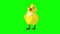 Yellow Chicken Stands and Tweets Chroma Key