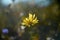 Yellow chickory flower on sunlight