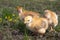 Yellow chicks on a grass field or lawn for a design and decoration concept