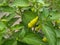 yellow chilli fruits and green leaves vegetable
