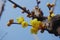 Yellow Chimonanthus flower in blue sky