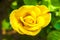 Yellow china rose rosa chinensis jacq