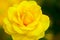 Yellow china rose rosa chinensis jacq